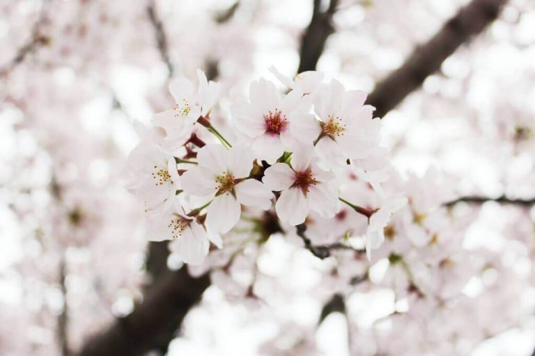 Du học sinh tới Nhật Bản – nhớ ghé thăm lễ hội hoa anh đào